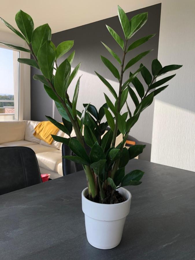 דירות שטרסבורג La Terrasse מראה חיצוני תמונה
